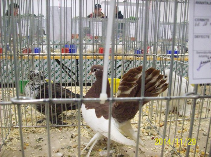 poze 09 11 2014 891 - POZE EXPO NATIONALA SUCEAVA 2014