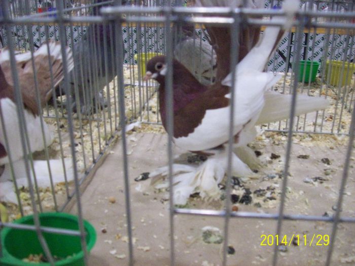 poze 09 11 2014 892 - POZE EXPO NATIONALA SUCEAVA 2014