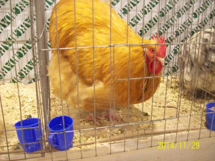 poze 09 11 2014 893 - POZE EXPO NATIONALA SUCEAVA 2014