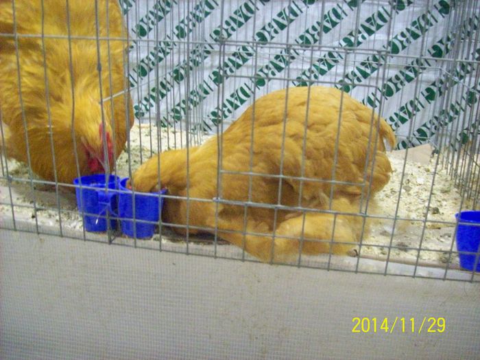 poze 09 11 2014 894 - POZE EXPO NATIONALA SUCEAVA 2014