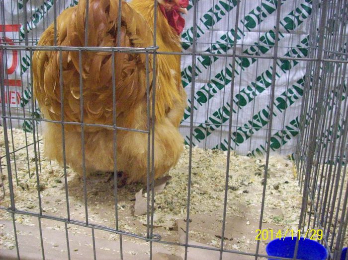 poze 09 11 2014 896 - POZE EXPO NATIONALA SUCEAVA 2014