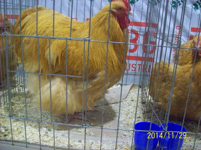 poze 09 11 2014 897 - POZE EXPO NATIONALA SUCEAVA 2014