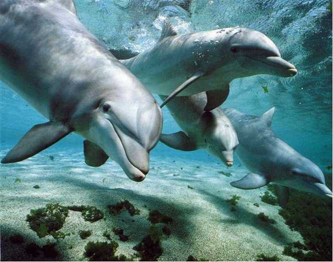 delfini - vietatile din oceane