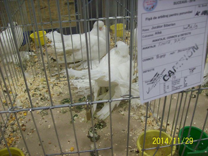 poze 09 11 2014 914 - POZE EXPO NATIONALA SUCEAVA 2014