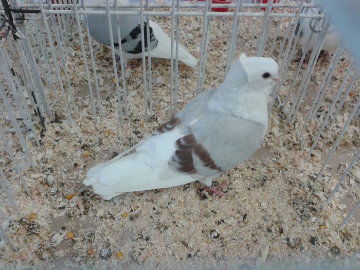 Expozitia Nationala Suceava 2014