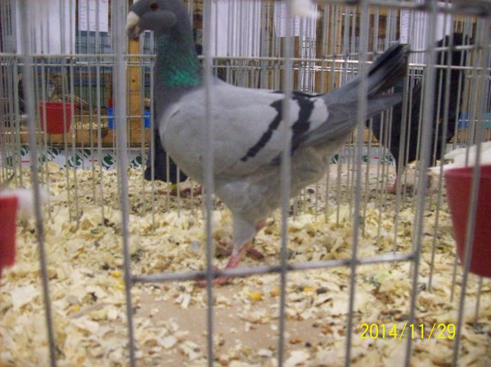 poze 09 11 2014 941 - POZE EXPO NATIONALA SUCEAVA 2014