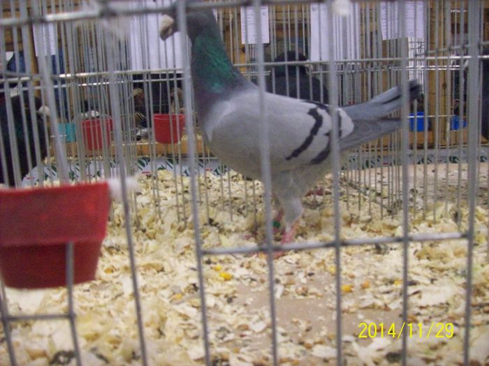 poze 09 11 2014 942 - POZE EXPO NATIONALA SUCEAVA 2014