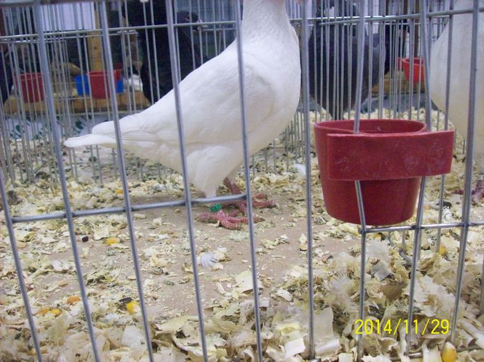 poze 09 11 2014 943 - POZE EXPO NATIONALA SUCEAVA 2014