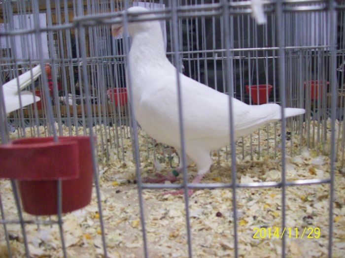 poze 09 11 2014 944 - POZE EXPO NATIONALA SUCEAVA 2014