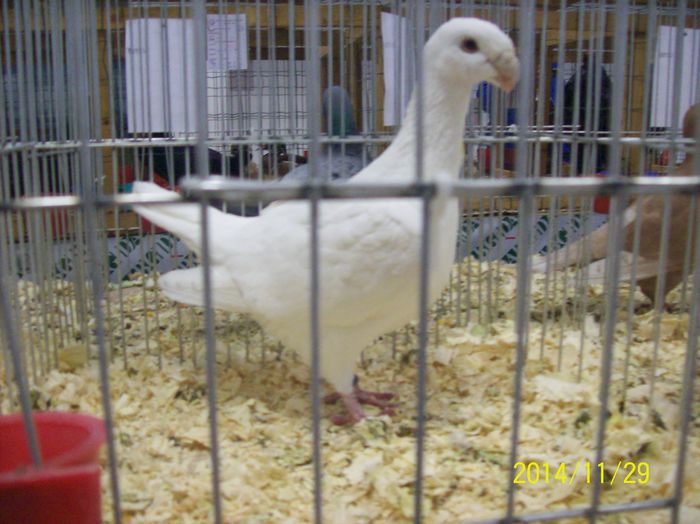 poze 09 11 2014 945 - POZE EXPO NATIONALA SUCEAVA 2014