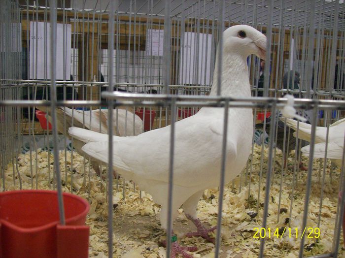 poze 09 11 2014 946 - POZE EXPO NATIONALA SUCEAVA 2014