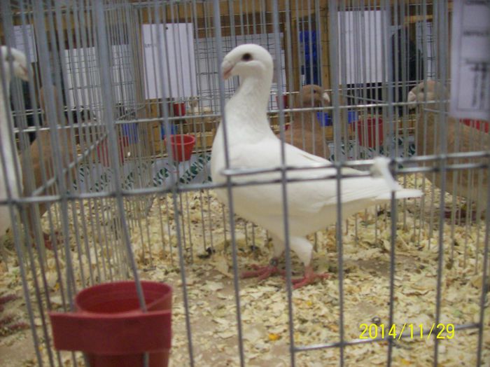 poze 09 11 2014 947 - POZE EXPO NATIONALA SUCEAVA 2014