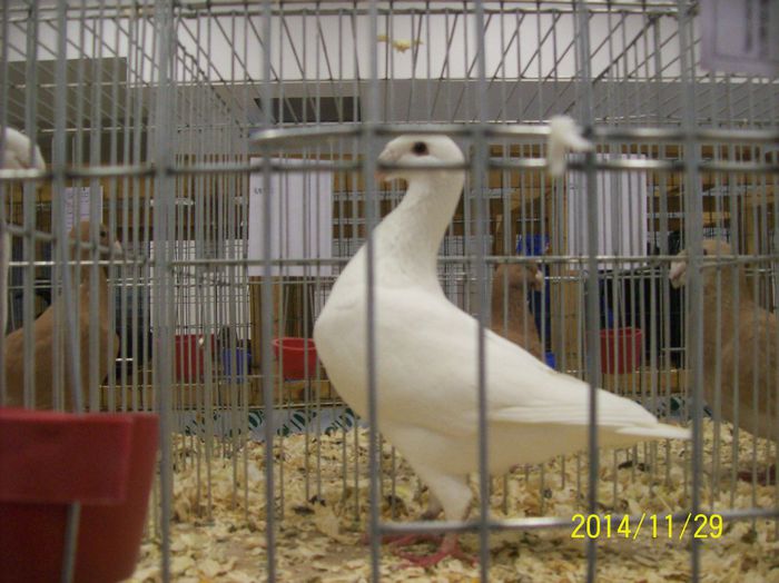 poze 09 11 2014 948 - POZE EXPO NATIONALA SUCEAVA 2014