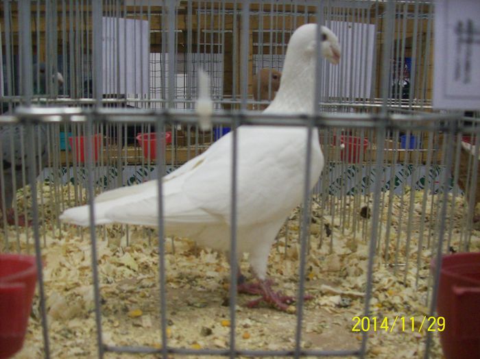 poze 09 11 2014 949 - POZE EXPO NATIONALA SUCEAVA 2014