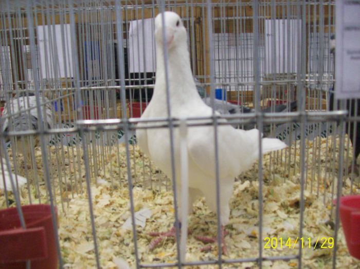 poze 09 11 2014 950 - POZE EXPO NATIONALA SUCEAVA 2014