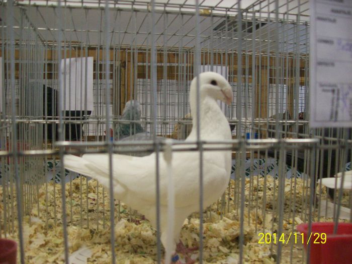 poze 09 11 2014 951 - POZE EXPO NATIONALA SUCEAVA 2014