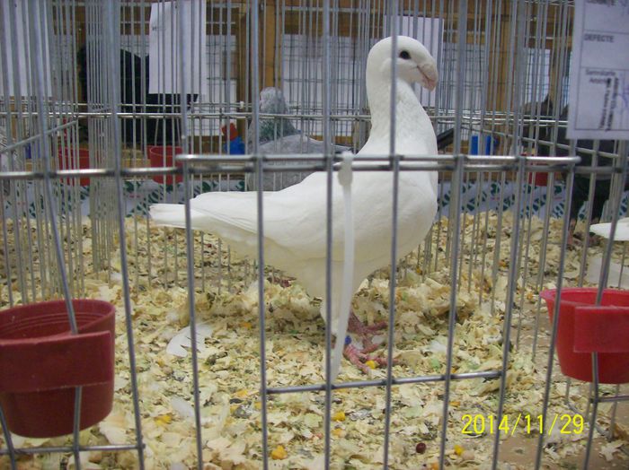 poze 09 11 2014 952 - POZE EXPO NATIONALA SUCEAVA 2014