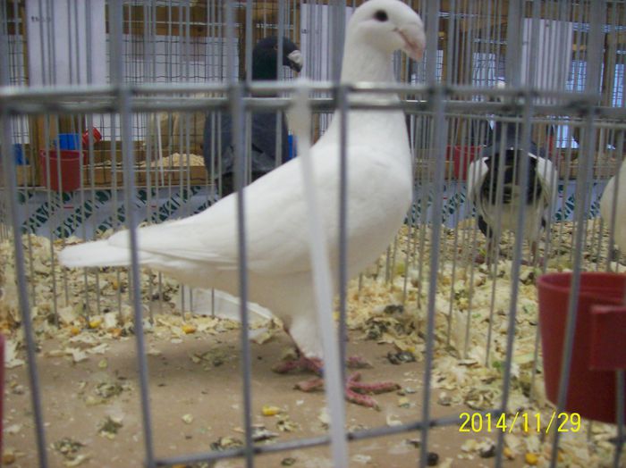 poze 09 11 2014 953 - POZE EXPO NATIONALA SUCEAVA 2014