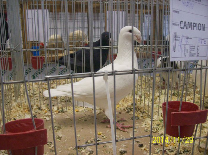 poze 09 11 2014 954 - POZE EXPO NATIONALA SUCEAVA 2014