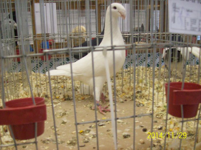 poze 09 11 2014 955 - POZE EXPO NATIONALA SUCEAVA 2014