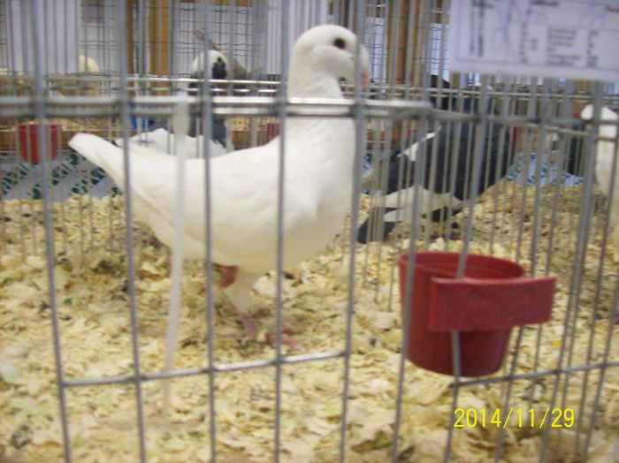 poze 09 11 2014 956 - POZE EXPO NATIONALA SUCEAVA 2014