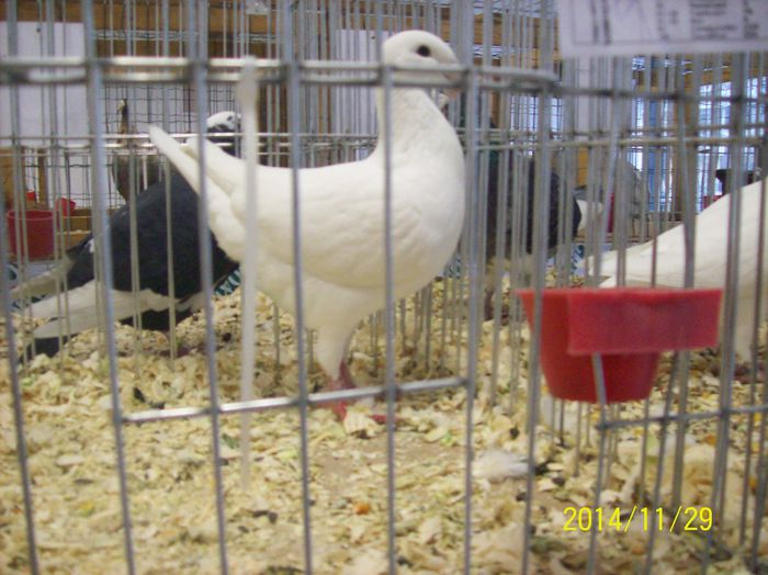 poze 09 11 2014 957 - POZE EXPO NATIONALA SUCEAVA 2014