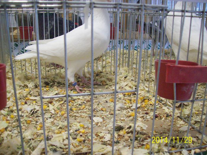 poze 09 11 2014 958 - POZE EXPO NATIONALA SUCEAVA 2014