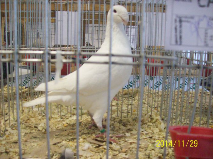 poze 09 11 2014 959 - POZE EXPO NATIONALA SUCEAVA 2014