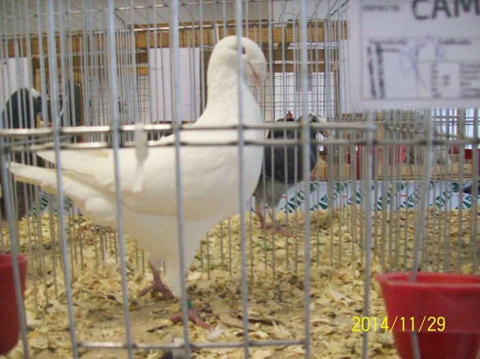 poze 09 11 2014 960 - POZE EXPO NATIONALA SUCEAVA 2014