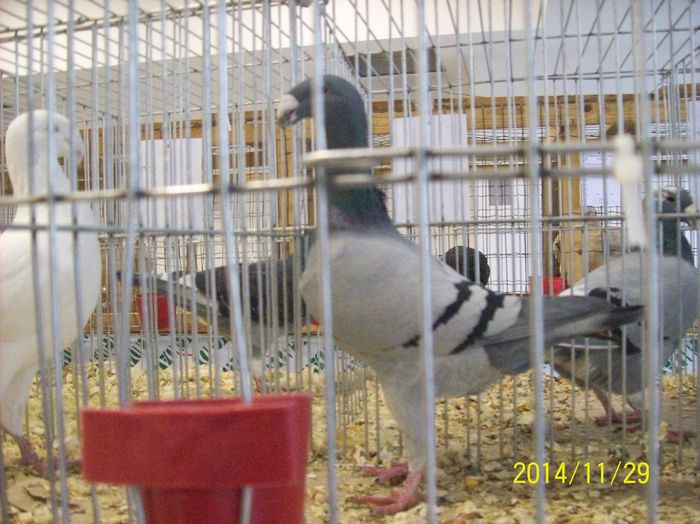 poze 09 11 2014 962 - POZE EXPO NATIONALA SUCEAVA 2014