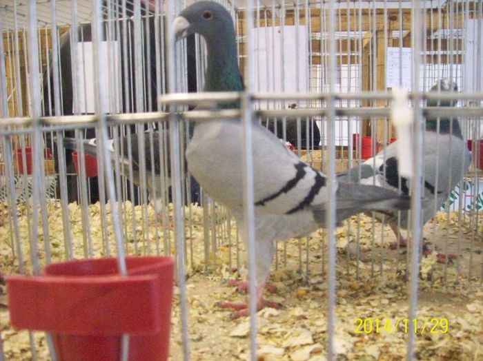 poze 09 11 2014 964 - POZE EXPO NATIONALA SUCEAVA 2014