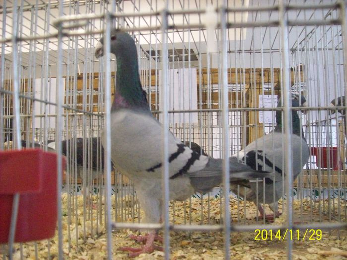 poze 09 11 2014 965 - POZE EXPO NATIONALA SUCEAVA 2014