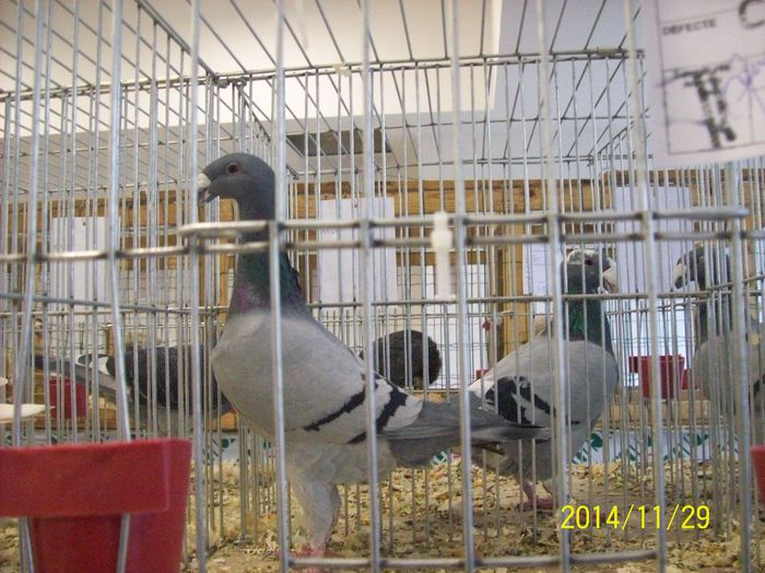 poze 09 11 2014 966 - POZE EXPO NATIONALA SUCEAVA 2014