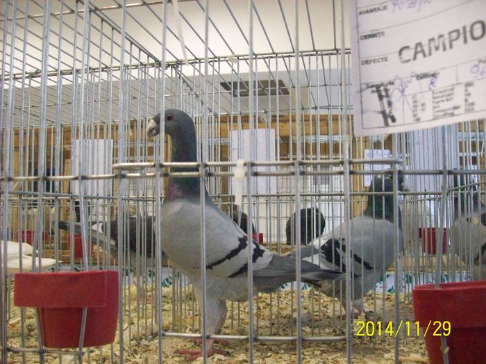 poze 09 11 2014 967 - POZE EXPO NATIONALA SUCEAVA 2014