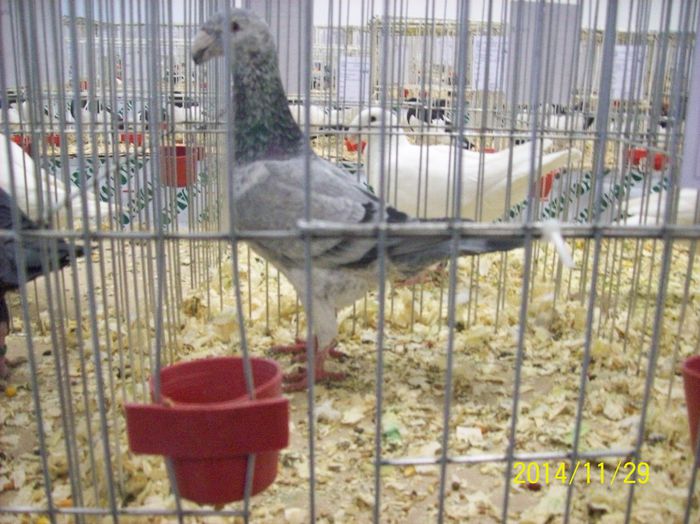 poze 09 11 2014 970 - POZE EXPO NATIONALA SUCEAVA 2014