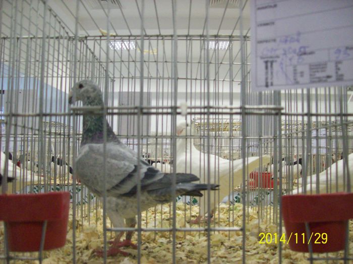 poze 09 11 2014 971 - POZE EXPO NATIONALA SUCEAVA 2014