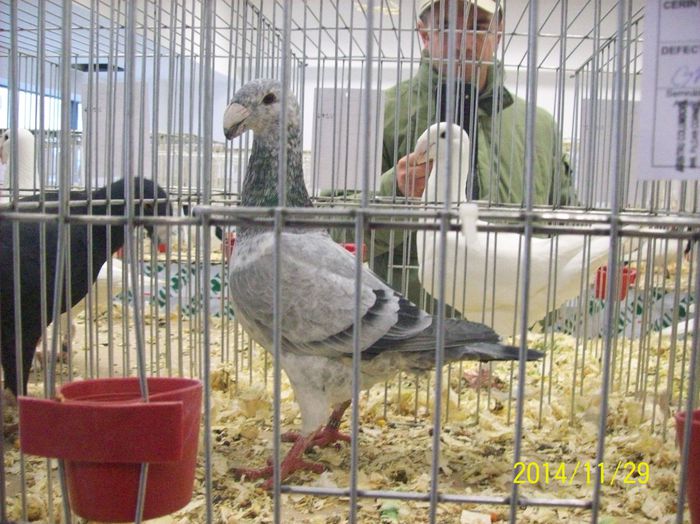 poze 09 11 2014 973 - POZE EXPO NATIONALA SUCEAVA 2014