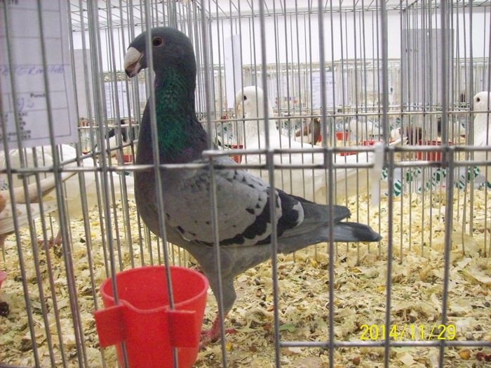 poze 09 11 2014 975 - POZE EXPO NATIONALA SUCEAVA 2014