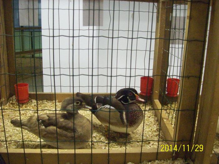 poze 09 11 2014 978 - POZE EXPO NATIONALA SUCEAVA 2014