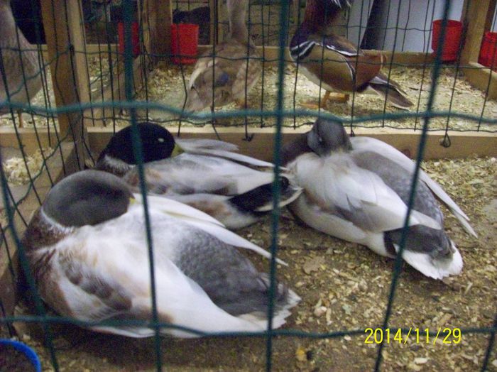 poze 09 11 2014 980 - POZE EXPO NATIONALA SUCEAVA 2014