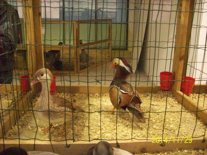 poze 09 11 2014 981 - POZE EXPO NATIONALA SUCEAVA 2014