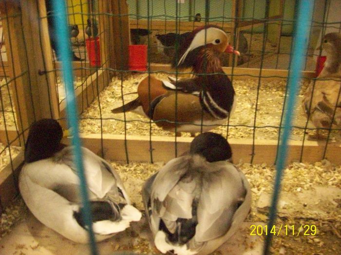 poze 09 11 2014 982 - POZE EXPO NATIONALA SUCEAVA 2014