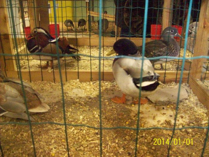 poze 09 11 2014 984 - POZE EXPO NATIONALA SUCEAVA 2014