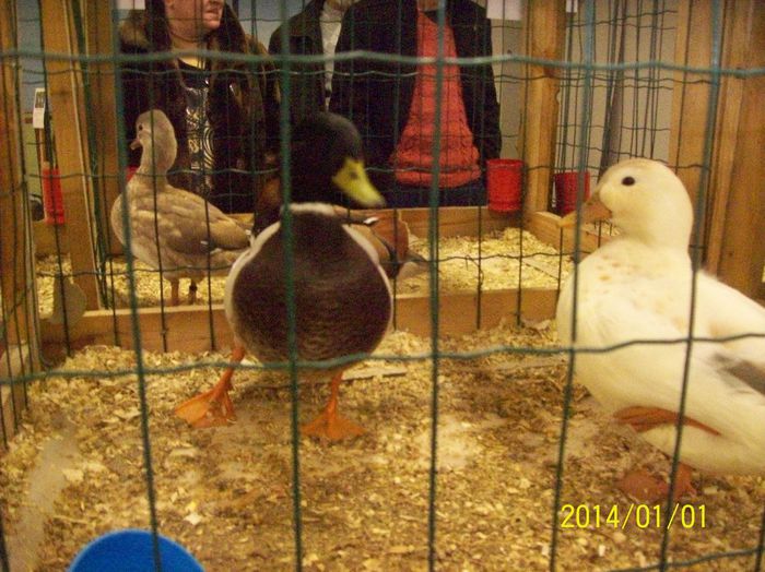 poze 09 11 2014 985 - POZE EXPO NATIONALA SUCEAVA 2014