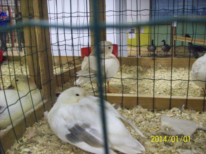 poze 09 11 2014 986 - POZE EXPO NATIONALA SUCEAVA 2014