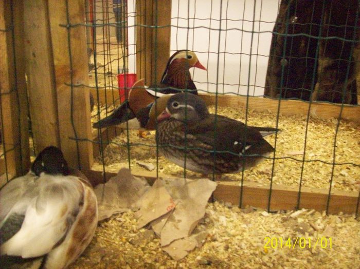 poze 09 11 2014 988 - POZE EXPO NATIONALA SUCEAVA 2014