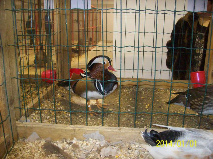 poze 09 11 2014 989 - POZE EXPO NATIONALA SUCEAVA 2014