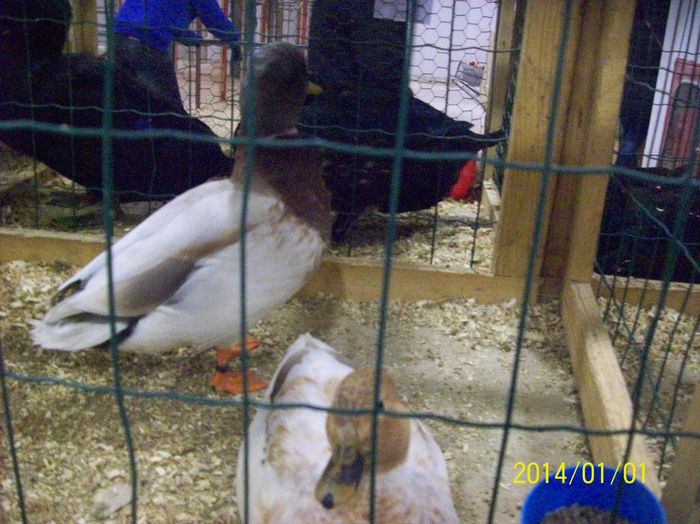 poze 09 11 2014 990 - POZE EXPO NATIONALA SUCEAVA 2014