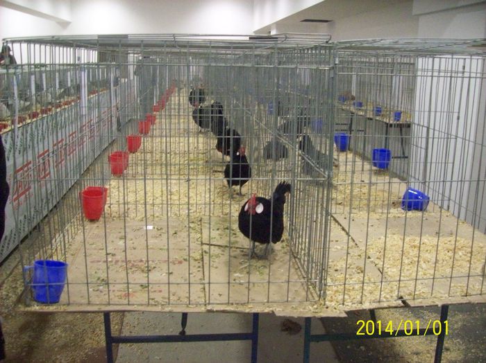 poze 09 11 2014 993 - POZE EXPO NATIONALA SUCEAVA 2014