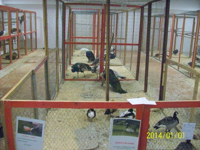 poze 09 11 2014 994 - POZE EXPO NATIONALA SUCEAVA 2014